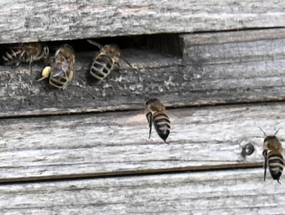 Bienen beim Einflug in den Stock, © Eifel Tourismus/Petra Grebe