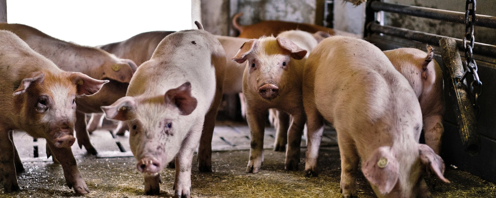 Schweine im Stall, © Lars May