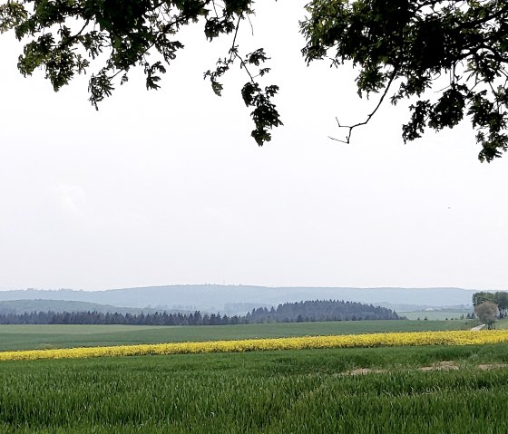 Rapsfeld Eifel, © Yvonne Clemens-Cihlars