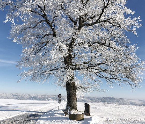 Winter in der Vulkaneifel, © Yvonne Clemens-Cihlars