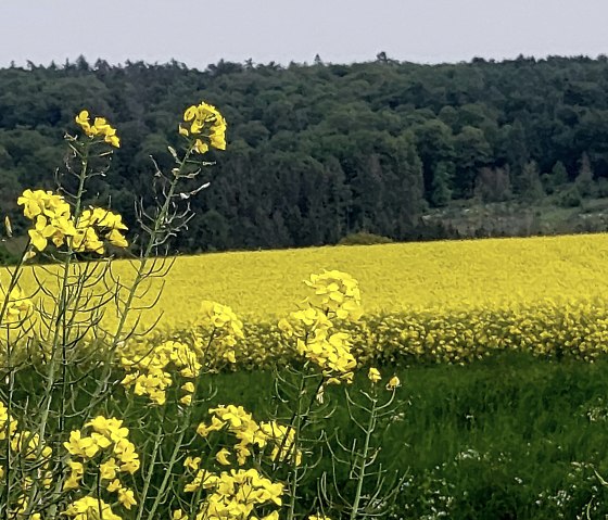 Sommer in der Vulkaneifel, © Yvonne Clemens-Cihlars