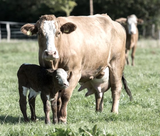 Landwirtschaft gehört immer noch dazu, © Landgasthof Gut Marienbildchen