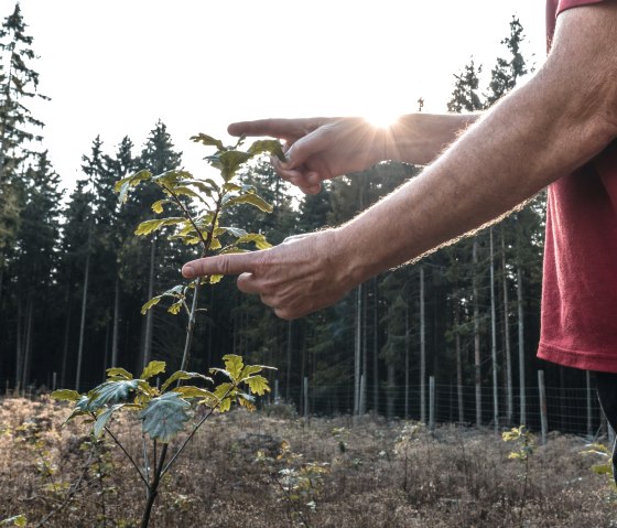 Gerolsteiner Zukunftswald-1, © Gerolsteiner