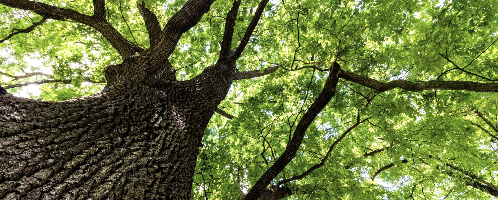 Baum-Wald, © Adobe Stock