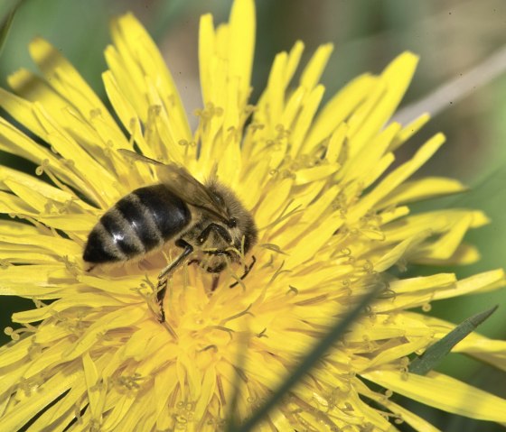 Biene in einer Blüte, © Friedrich Bleckmann
