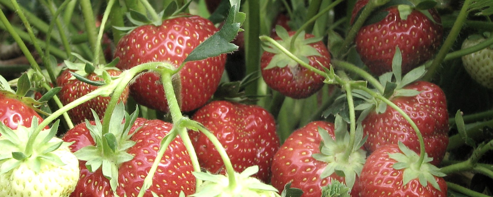 Erdbeeren frisch vom Feld, © Esser's Bauernhof