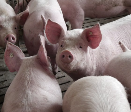 Schweine Lamberty, © Regionalmarke EIFEL