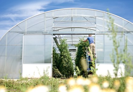 Südeifeler Tomaten, © Marx-Lieser GbR