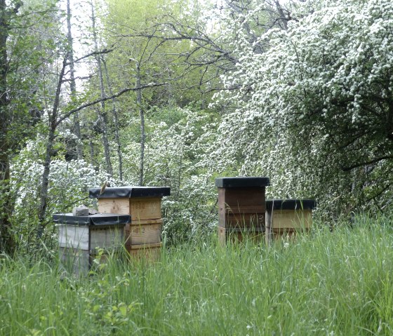 Bienenvölker am Waldrand, © Friedrich Bleckmann