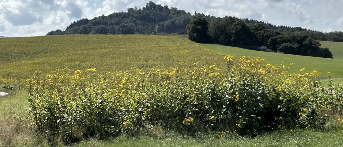 Silphie-Feld, © Eifel Tourismus GmbH