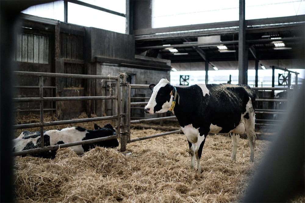 Engelshof - Tiere, © Zukunftsinitiative Eifel (c) Lars May