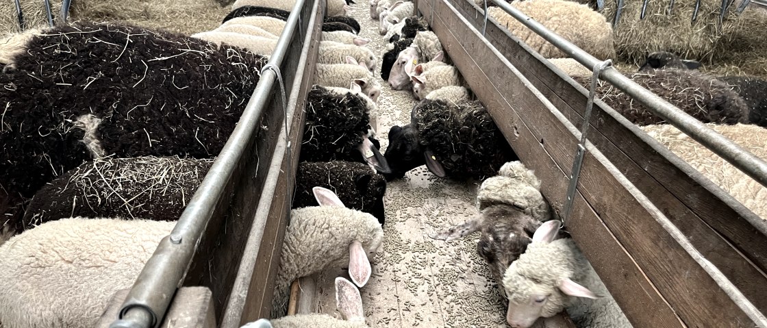 Die Schafe bei der Fütterung, © Eifel Tourismus GmbH/Angelika Koch