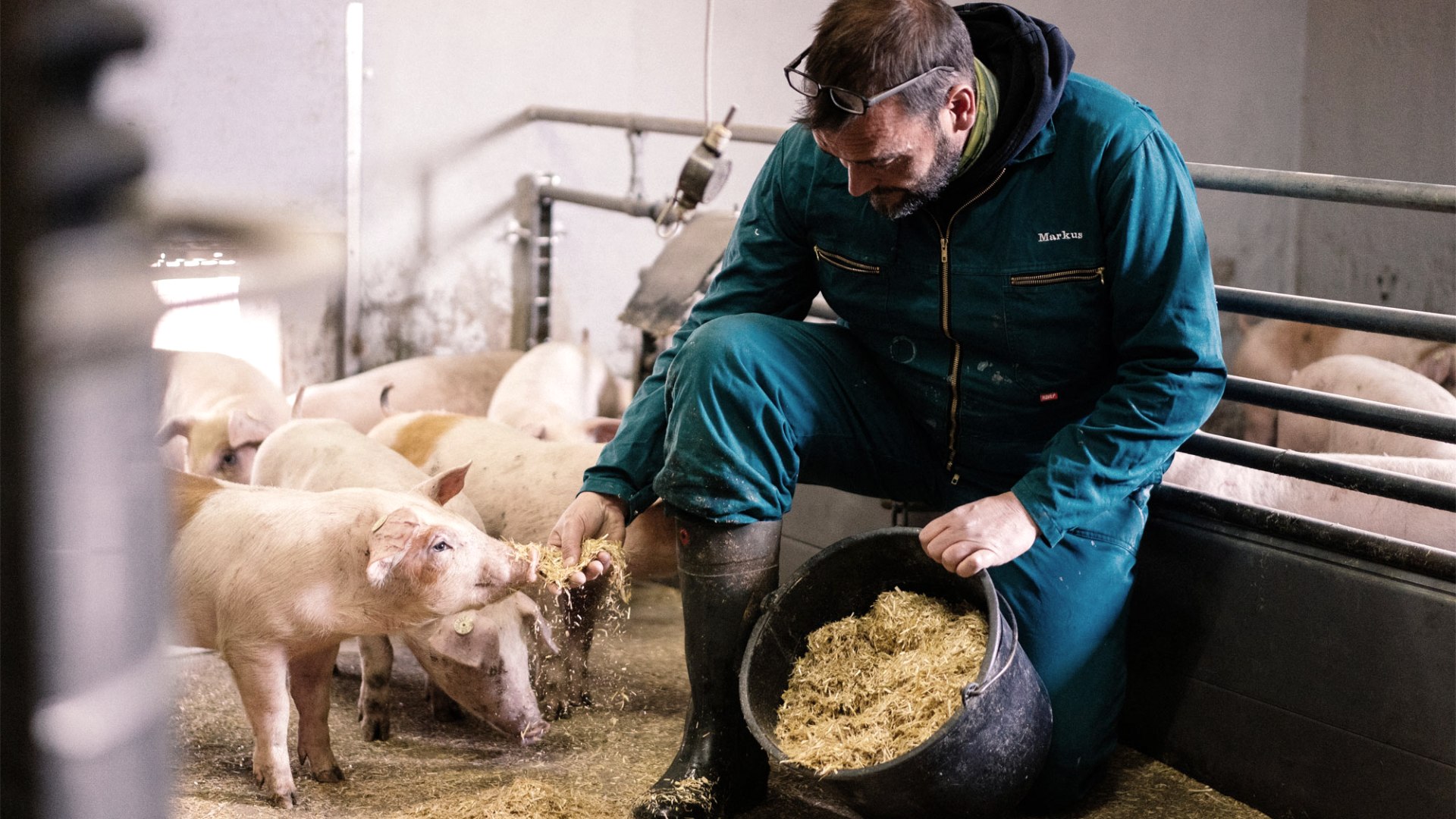 Fütterung der Ferkel, © Zukunftsinitiative Eifel (c) Lars May