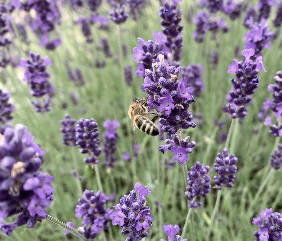 Die Bienen fliegen im eigenen Lavendel., © Familie Es Sebti
