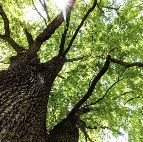 Baum-Wald, © Adobe Stock