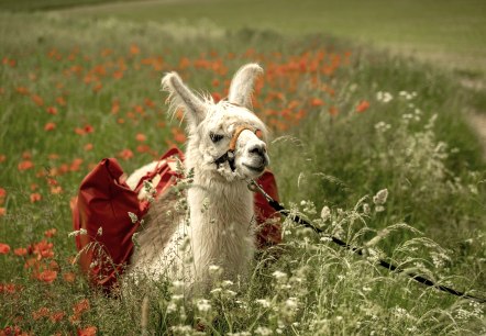 Ein Lama auf einer Wiese, © Georg Moeller/nomad