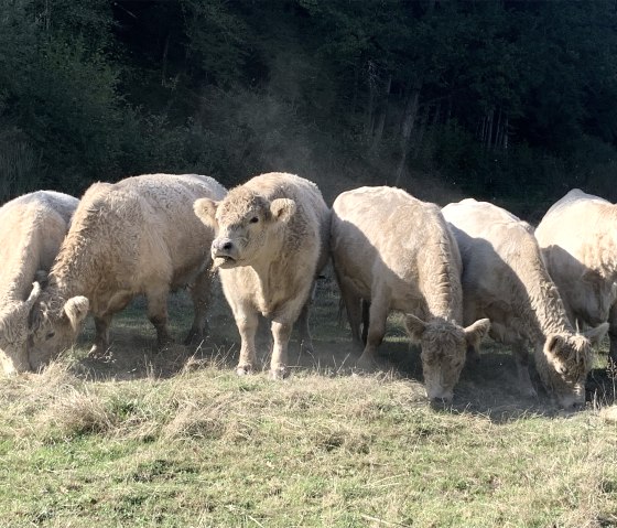 Rinderherde, © Hofgut Sachsen-Wagner