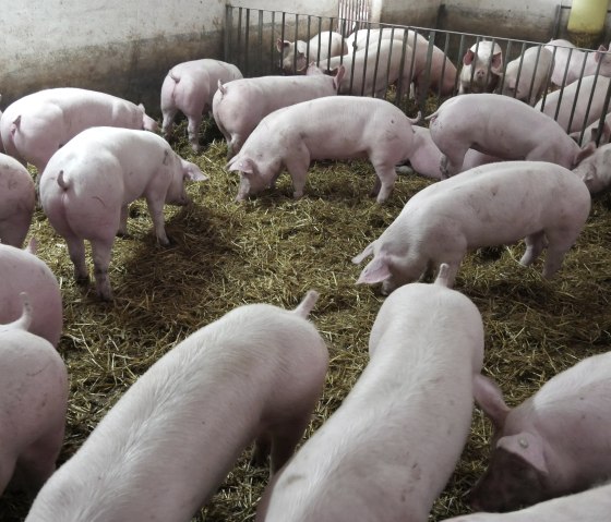 Schweine Lamberty, © Regionalmarke EIFEL