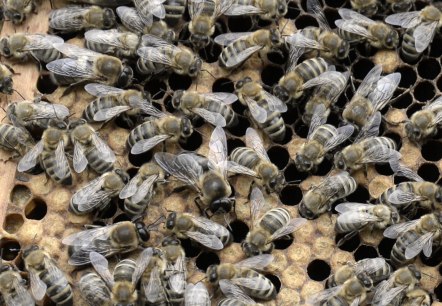 Bienen auf der Wabe, © Eifel Tourismus/Petra Grebe