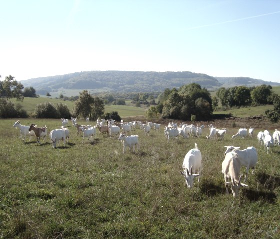 Ziegen auf der Weide, © Hommerdinger Käse-Manufaktur &amp; Ziegenhof