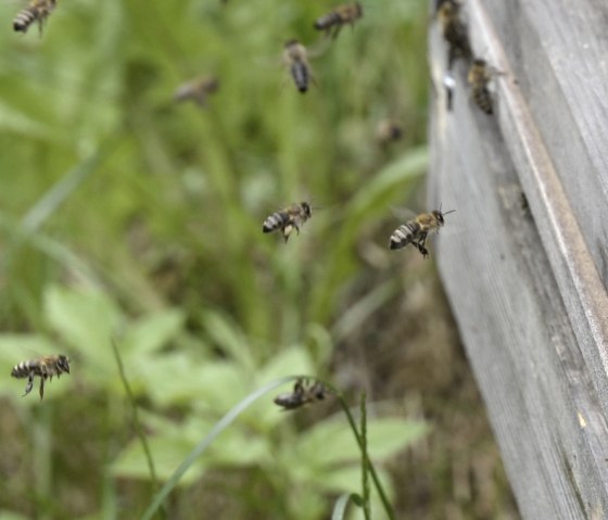 Bienen beim Anflug , © Eifel Tourismus/Petra Grebe